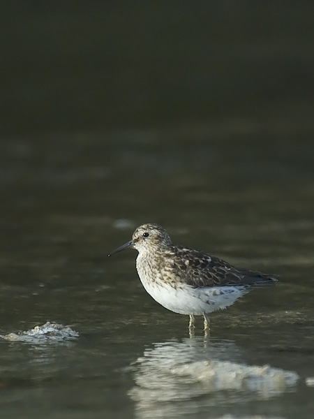 Amerikansirri, Least Sandpiper, Calidris minutilla